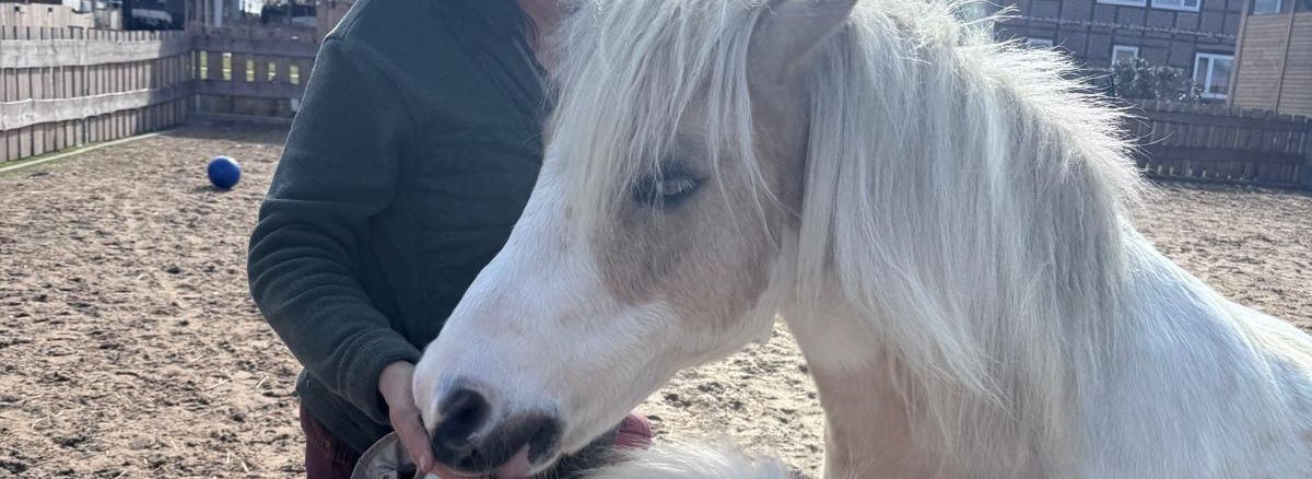 Ein Pferd und ein Pony mit einer Frau