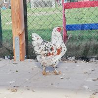 Weißes Huhn draußen