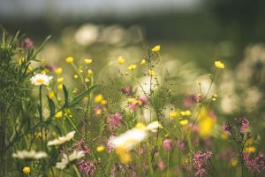 Eine Wildblumenwiese