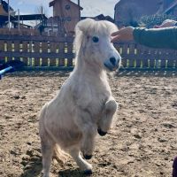 Ein Pony macht ein Kunststück