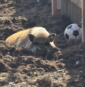 Ein schlafendes Schwein, daneben ein Ball