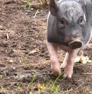 Ein happy Schwein