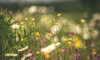 Eine Wildblumenwiese