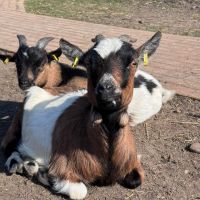 Zwei liegende Ziegen