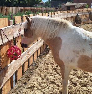 Ein Pferd