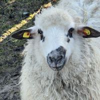 Ein kleines weißes Schaf mit schwarzen Ohren