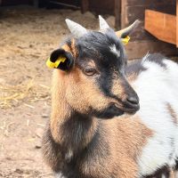 Eine Ziege, die zur Seite schaut