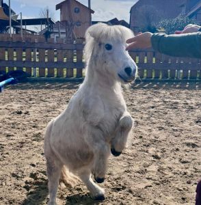 Ein Pony macht ein Kunststück