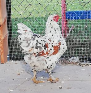 Weißes Huhn draußen