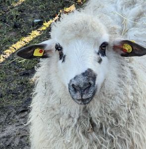 Ein kleines weißes Schaf mit schwarzen Ohren