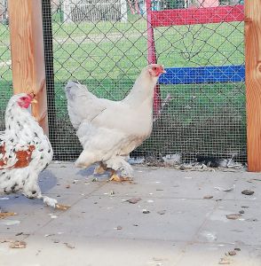 Huhn Hermine
