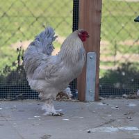 Aufnahme von einem weißem Huhn