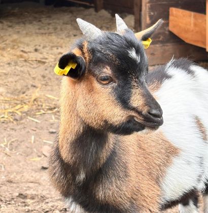 Eine braun-weiß-schwarz gefleckte Ziege