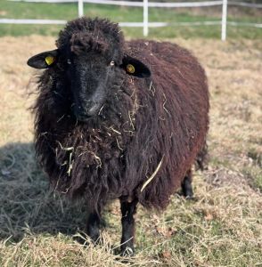 Ein schwarzes, kleines Schaf